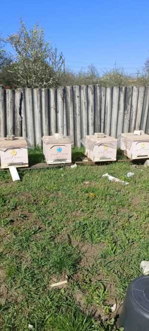 Продам пасеку.