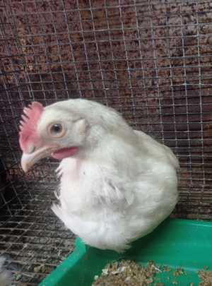 Петушок белый маран 3 мес