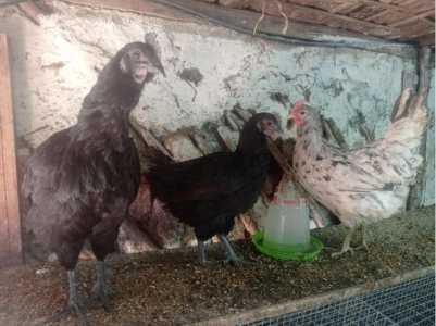 Семья ухейилюев 4+1