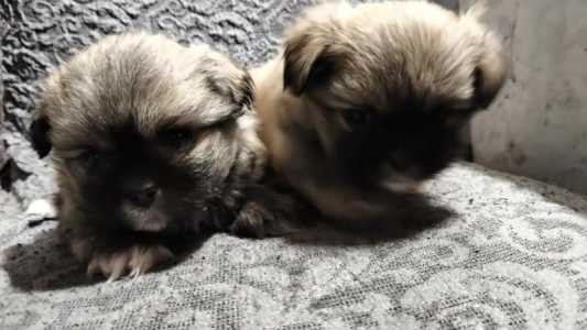 Продаю пекинесов