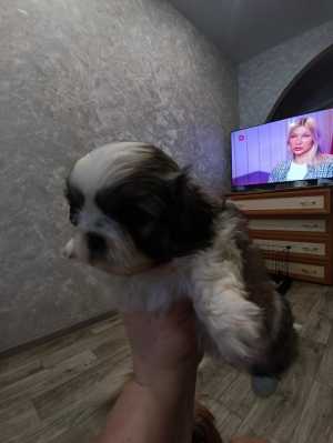 Продаются носики-курносики