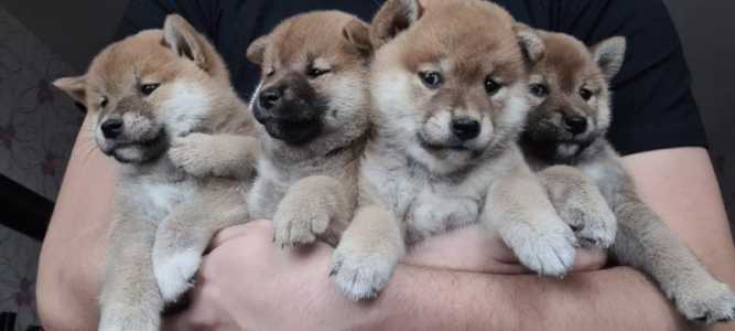 Сиба-ину (shiba-inu)