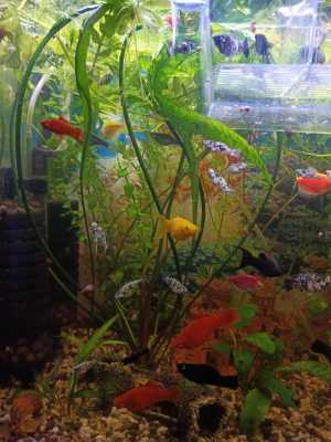 Молинезии черные, желтые, далматинцы, меченосцы красные