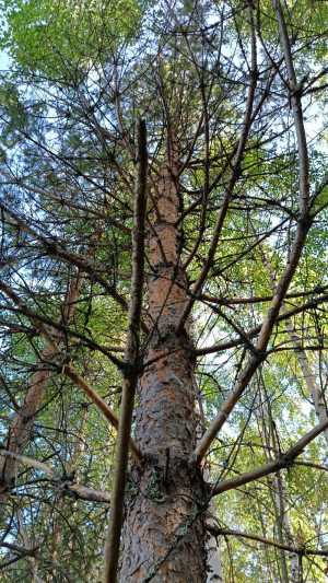 Лес на корню