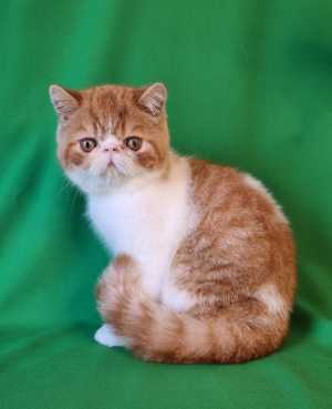 Котенок
