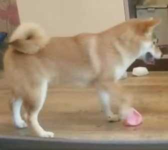 Сиба-ину (shiba-inu)