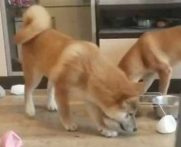 Сиба-ину (shiba-inu)