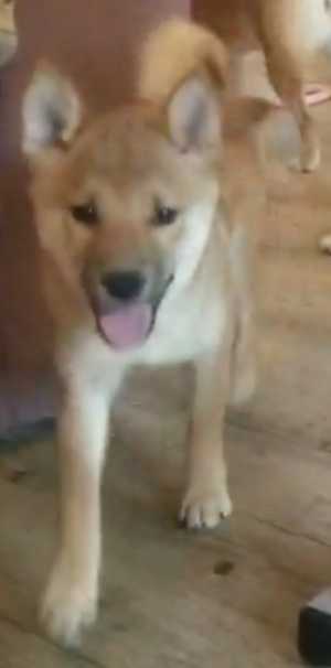 Сиба-ину (shiba-inu)