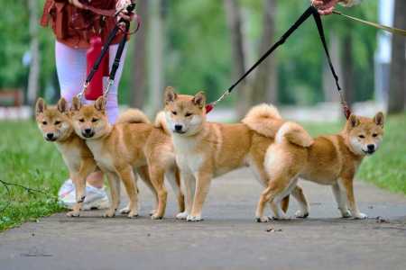 Щенки породы сиба-ину (shiba-inu)