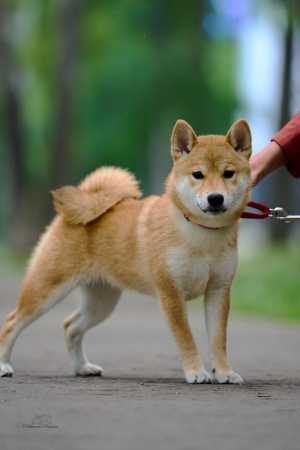 Щенки породы сиба-ину (shiba-inu)