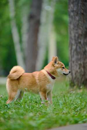 Щенки породы сиба-ину (shiba-inu)