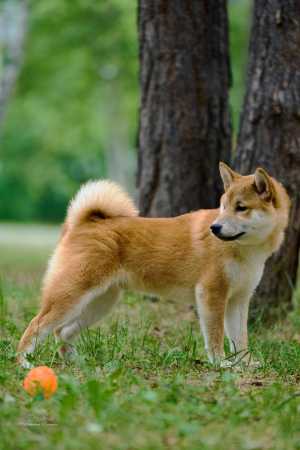 Щенки породы сиба-ину (shiba-inu)
