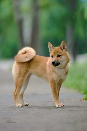 Щенки породы сиба-ину (shiba-inu)