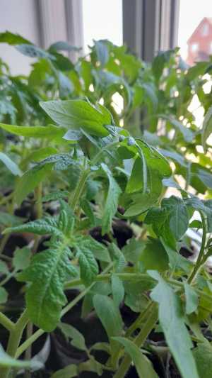 Рассада овощных и цветов