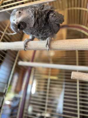 Попугай жако краснохвостый