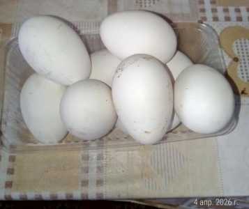 Гусиные яйца