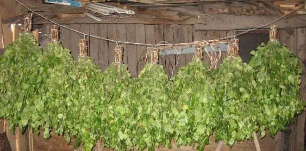 Березовые веники