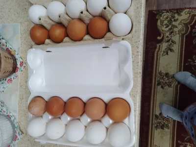 Куриные яйца домашние