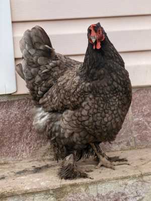 Яйца на инкубацию