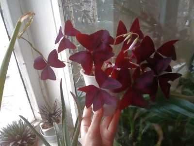 Кислица треугольная (оксалис)