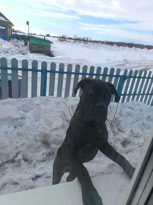 Продам собаку