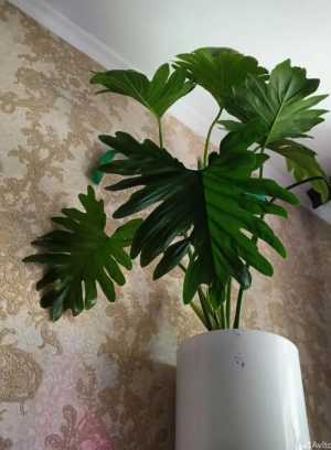 Филодендрон