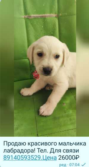 Продаю щенка лабрадора.