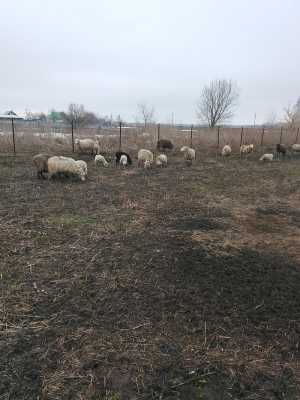 Овцы с ягнятами