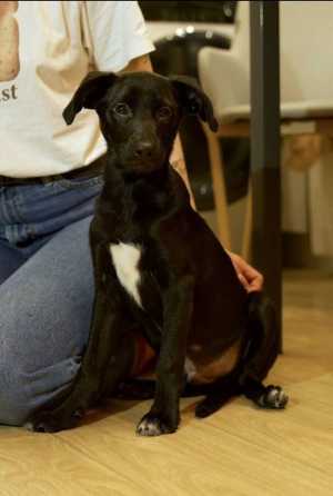 Щенок ищет свою семью.