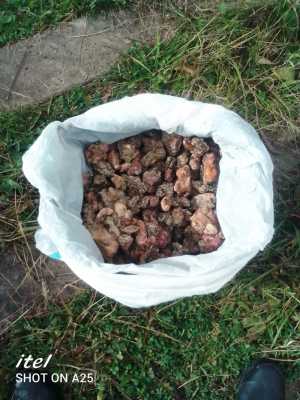 Живица еловая