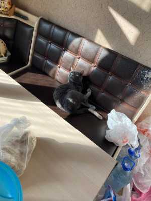 Продаю кошку