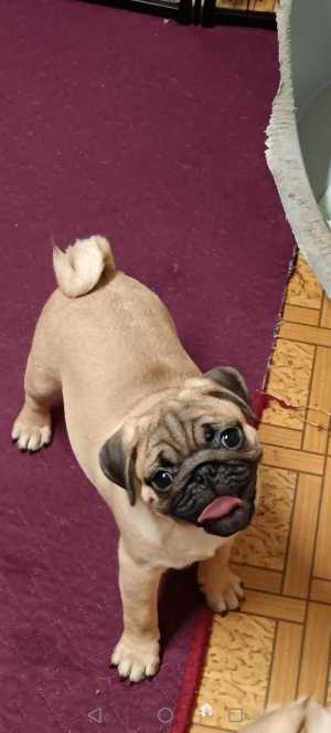 Абрикосовые мопсята.