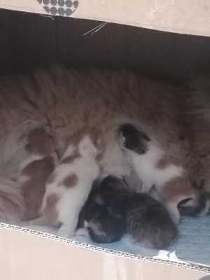 Котятки от кошки-мышеловки