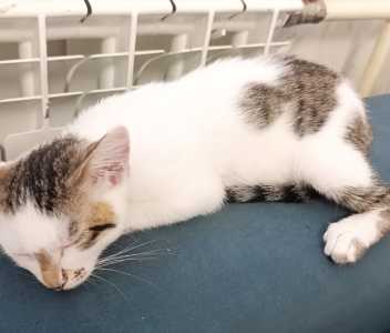 Отдам даром кошечку