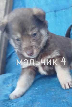Щенки.