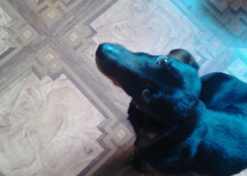 Отдам собаку