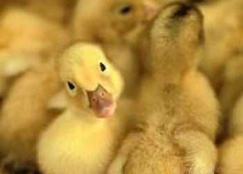 Молодняк домашней птицы