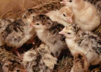 Индюшата. Не дорого.