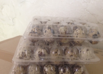 яйцо перепелиное