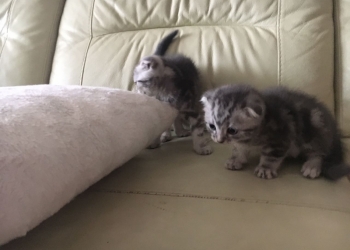 продается котенок