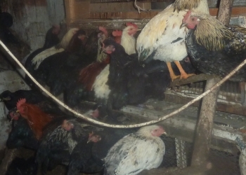 Петухи 6-7 мес.