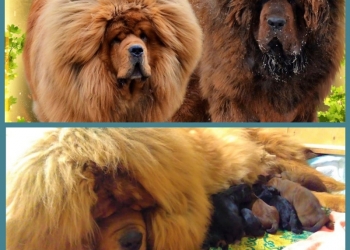 Тибетский мастиф