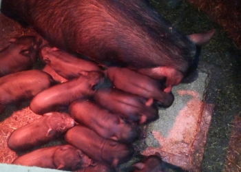 Поросята вьетнамские