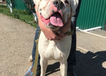 для лучших хозяев