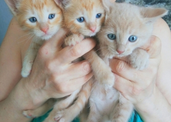 Рыжули ищут дом