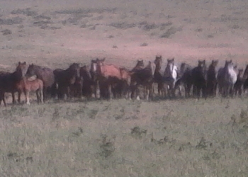 Продам жеребят