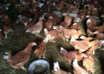 Кросс хайсекс коричневый