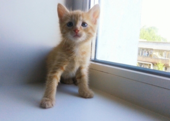 маленькая львица