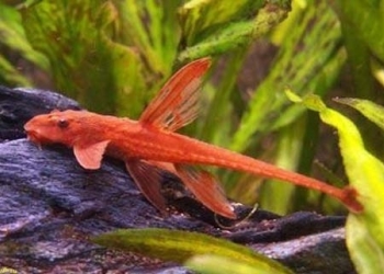 СОМ - Лорикария красная (Rineloricaria sp. red)