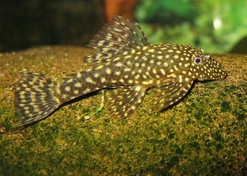 СОМ АНЦИСТРУС ОБЫКНОВЕННЫЙ